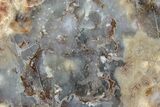 Polished Dinosaur Coprolite Nodule Half - Utah #307986-1
